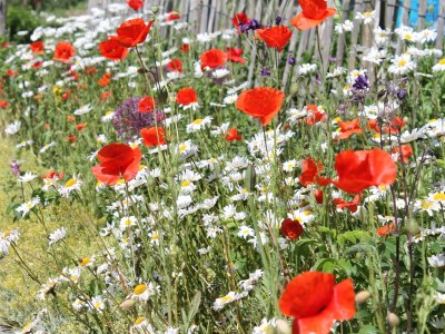 Apartment Aalkönig - Environment photo 23