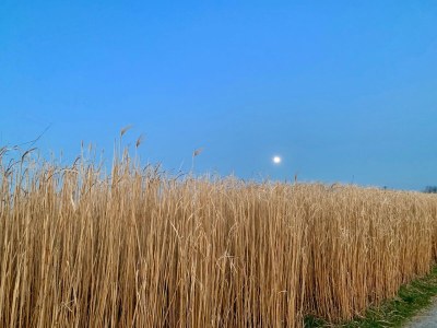 Holiday apartment Chiemsee Living - Environment photo 30