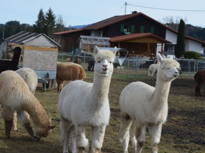 Holiday house Platzhirsch Haus 78 - Environment photo 23