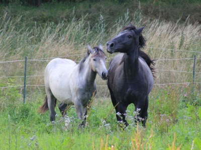 Holiday house Ecki's Ferienhaus "KOMM An de BÄK" - Outdoor photo 12