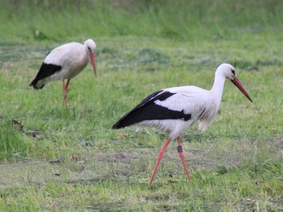 Holiday house Ecki's Ferienhaus "KOMM An de BÄK" - Outdoor photo 14