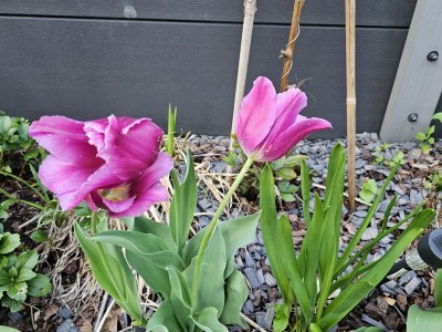 Holiday house Ecki's Ferienhaus "KOMM An de BÄK" - Outdoor photo 15