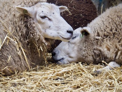 Holiday apartment TexelNest - Environment photo 33