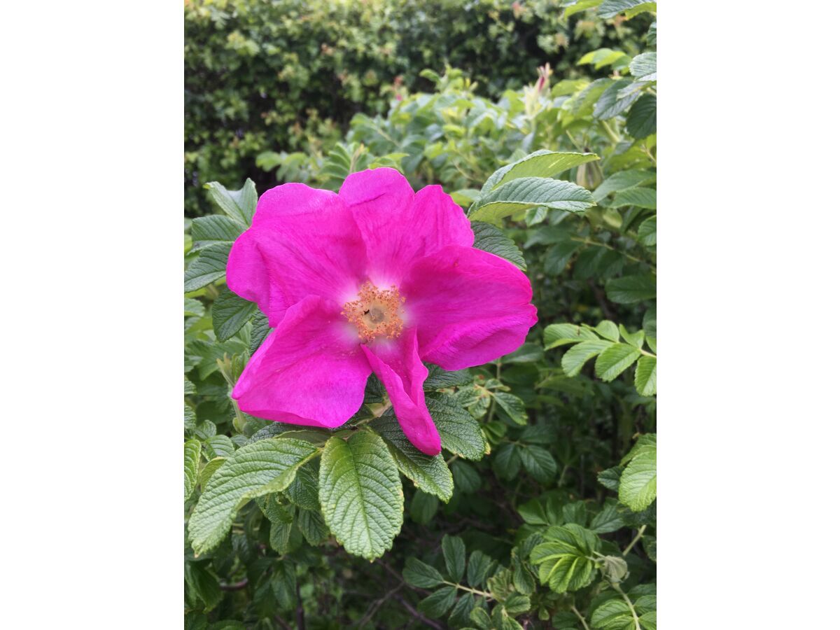 Holiday apartment Küstenrose - Outdoor photo 3