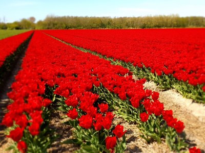 Holiday house Buitenplaats 120 - Environment photo 36