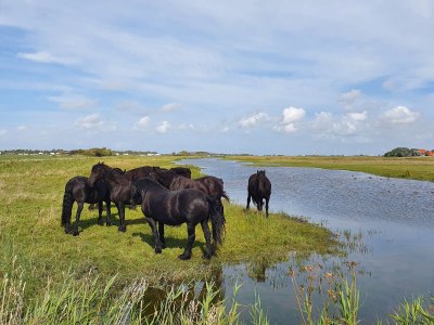 Holiday house Buitenplaats 120 - Environment photo 39