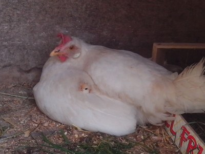 Holiday apartment Sonnenblume-OberbÃ¼hl - Environment photo 39