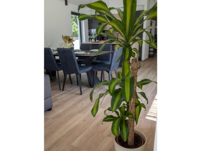 Holiday house Villa Angelica - Features photo 23