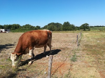 Holiday house Villa Angelica - Environment photo 34