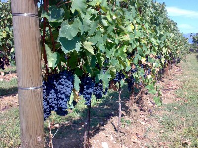 Apartment Residence Corte Ferrari - Environment photo 21