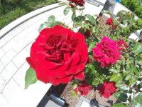 Anastasia Schmellenkamp