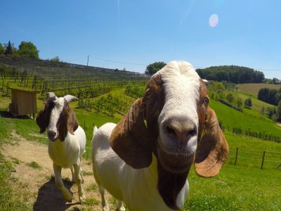 Holiday apartment Adlerhorst - Farm Schwalbenhof - Environment photo 18