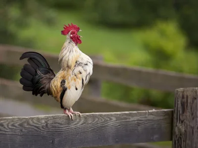 Holiday apartment Adlerhorst - Farm Schwalbenhof - Environment photo 19