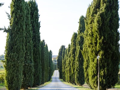 Holiday apartment Poggio al Casone - Outdoor photo 6