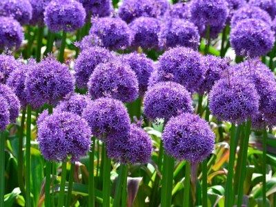 Holiday apartment Duynparel - Environment photo 25