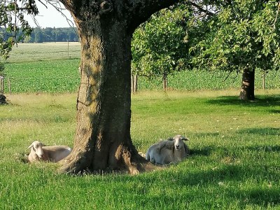 Holiday apartment Kornkammer - Environment photo 39