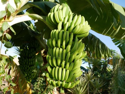 Holiday house Finca Los Dragos in Playa San Juan - Environment photo 26