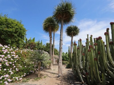 Holiday house Finca Los Dragos in Playa San Juan - Environment photo 27
