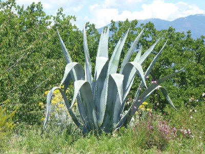 Villa Villa Elefanti - Environment photo 25