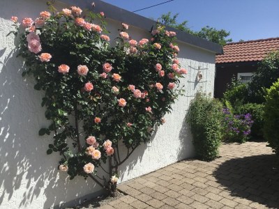 Holiday house Dream holiday home with beautiful garden - Outdoor photo 3