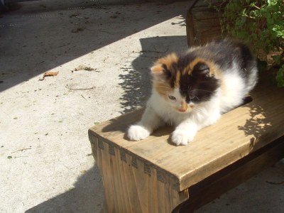 Holiday apartment Stroblbauernhof - Environment photo 13