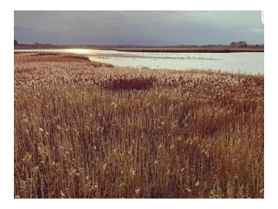 Holiday house Baltic Sea - Environment photo 35