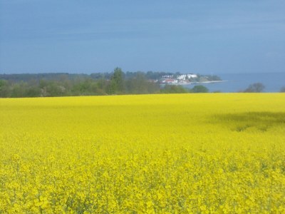 Holiday house Baltic Sea - Environment photo 36