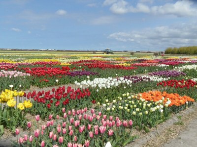 Bungalow Zeester 273A - Features photo 11