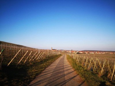 Apartment Apartment in Dambach near Vineyards - Environment photo 17