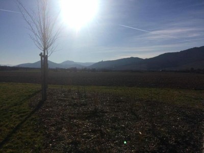 Apartment Apartment in Dambach near Vineyards - Environment photo 20