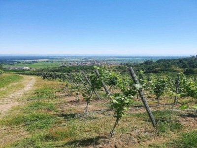 Apartment Apartment in Dambach near Vineyards - Environment photo 26