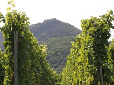 Apartment Apartment in Dambach near Vineyards - Environment photo 27