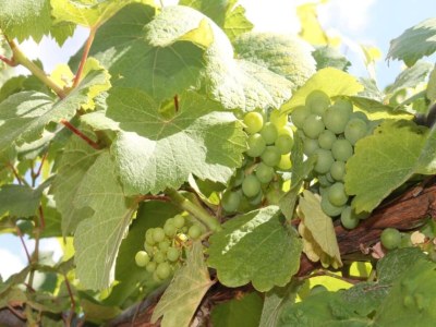 Apartment Apartment in Dambach near Vineyards - Environment photo 28