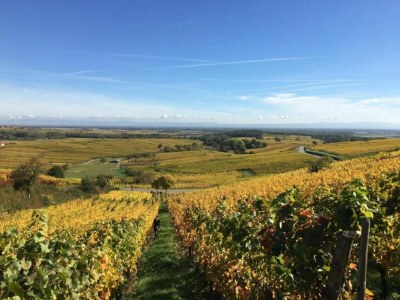 Apartment Apartment in Dambach near Vineyards - Environment photo 29