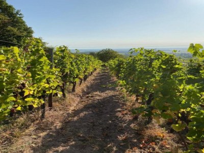 Apartment Apartment in Dambach near Vineyards - Environment photo 31
