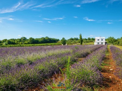 Holiday house Brajdine Lounge - Environment photo 40