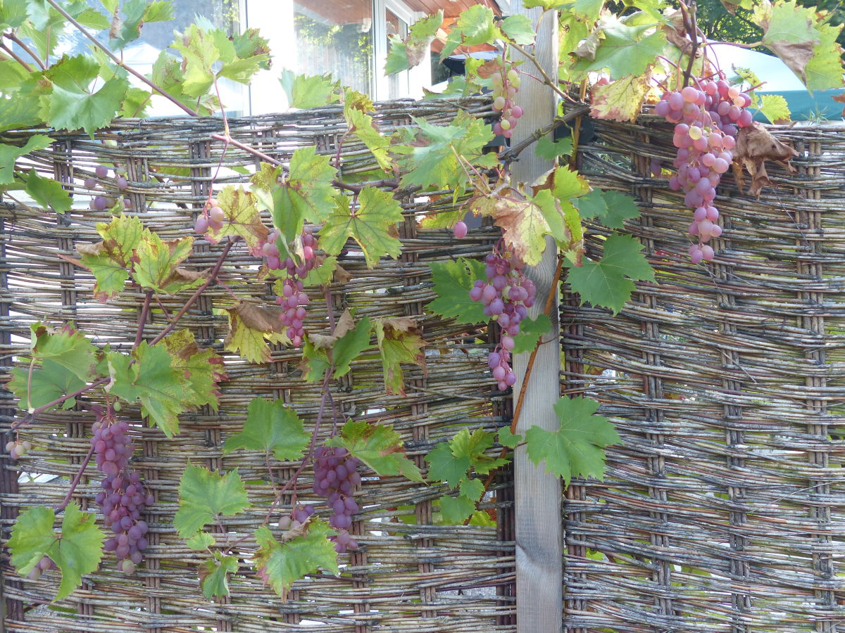 Holiday apartment in Zühlsdorf - Outdoor photo 3