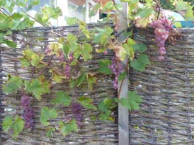 Holiday apartment in Zühlsdorf - Outdoor photo 3