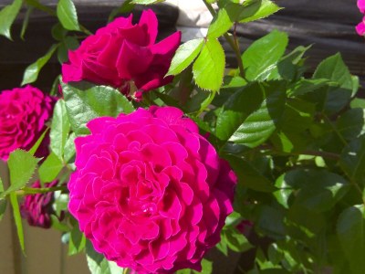 Holiday apartment in Zühlsdorf - Outdoor photo 13