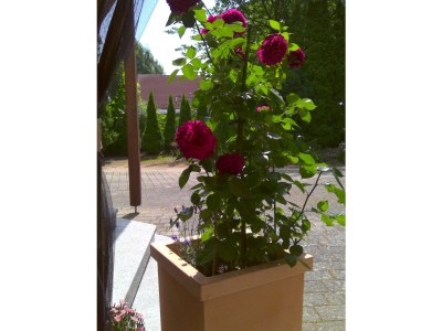 Holiday apartment in Zühlsdorf - Outdoor photo 14