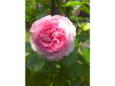 Holiday apartment in Zühlsdorf - Outdoor photo 16