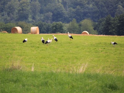 Holiday house La Maisonnette - Environment photo 18