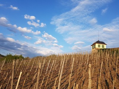 Holiday house mosel-zeit - Environment photo 32