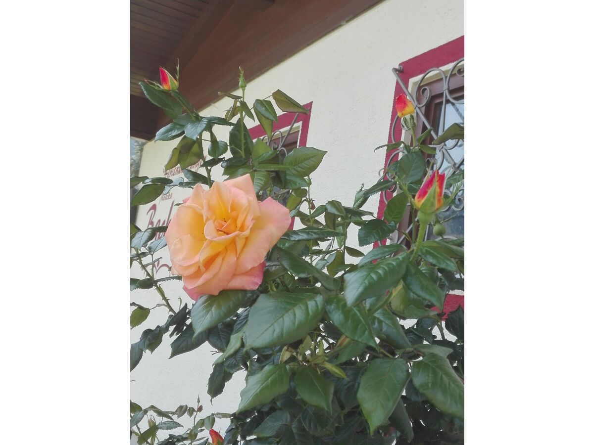 Holiday apartment Bachmaier - Outdoor photo 5