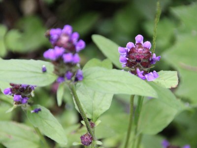 Holiday apartment Bachmaier - Environment photo 14