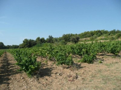 Apartment Apartment in Avignon near Palais de Papes - Environment photo 38