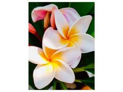 Holiday house Villa Frangipani - Document photo 42