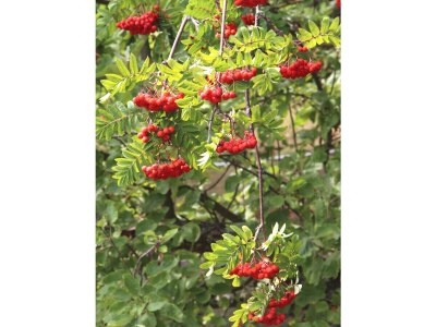 Holiday house No title - Features photo 19