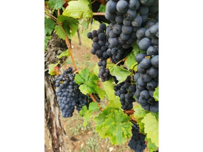 Holiday house No title - Environment photo 26