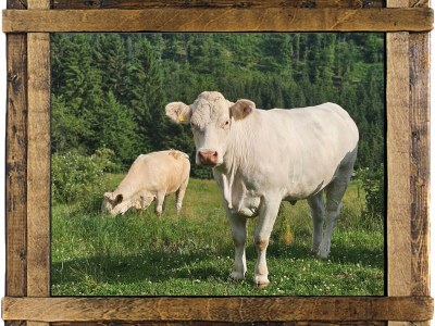 Holiday house Maiwald - Environment photo 13